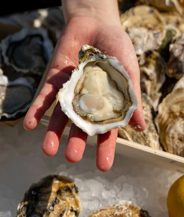 12月いっぴより、日生（ひなせ）の牡蠣をご提供します。